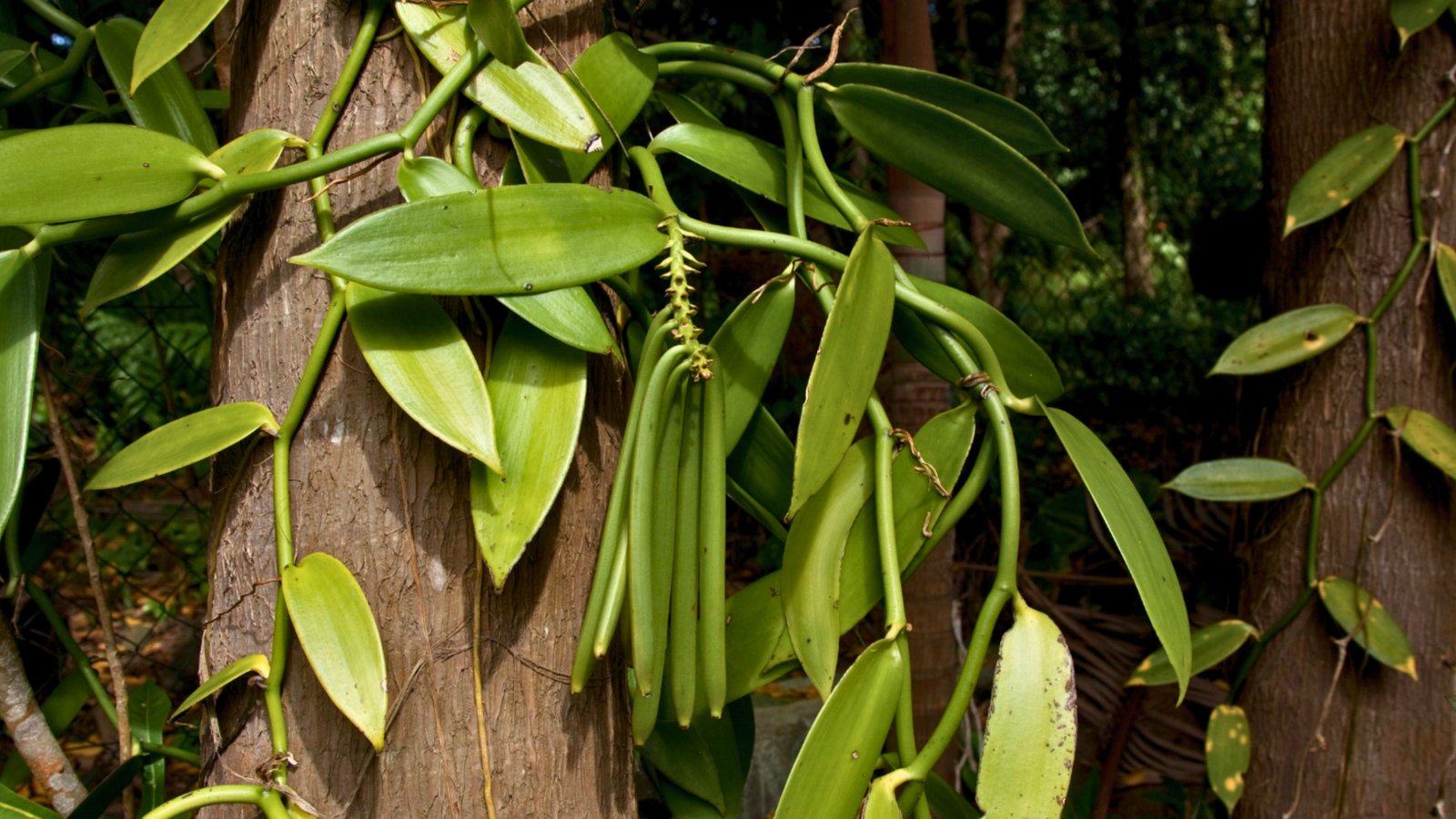 Vanilla Plantation